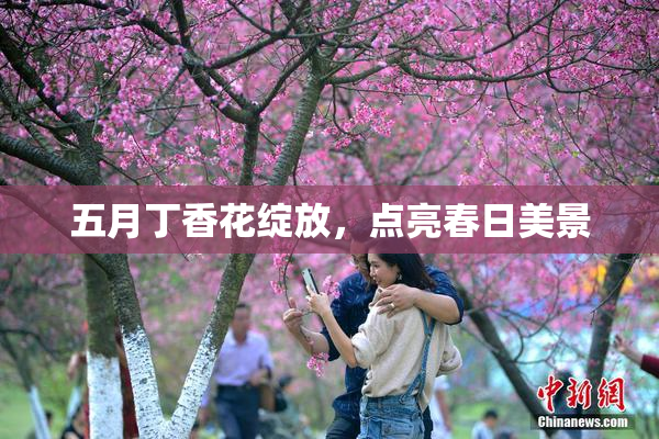 五月丁香花绽放，点亮春日美景