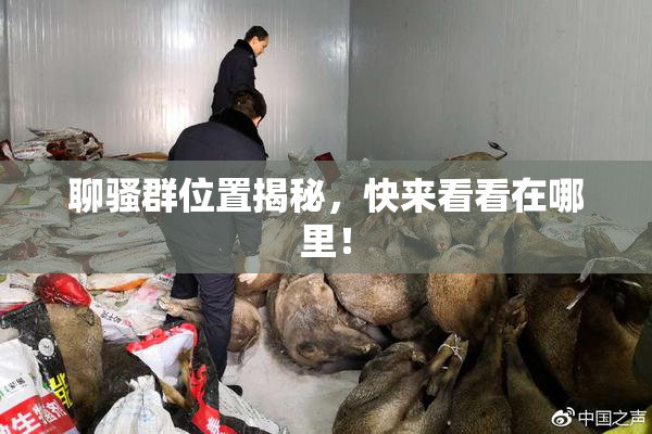 聊骚群位置揭秘，快来看看在哪里！