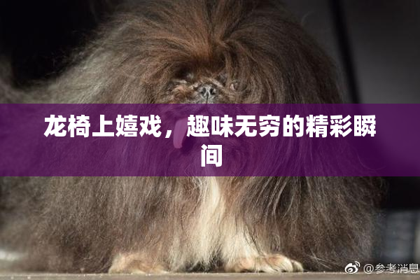 龙椅上嬉戏，趣味无穷的精彩瞬间