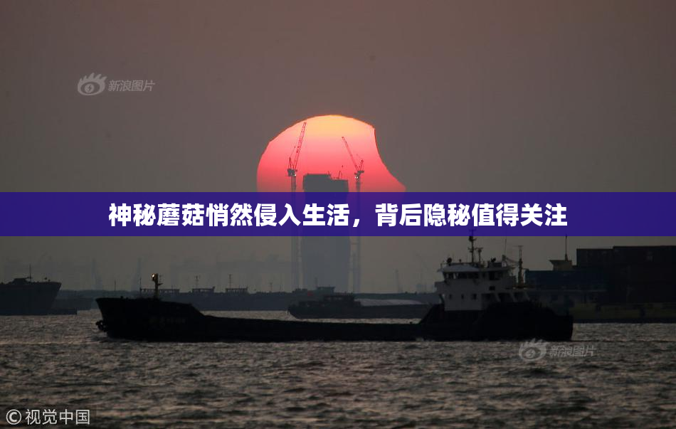 神秘蘑菇悄然侵入生活，背后隐秘值得关注