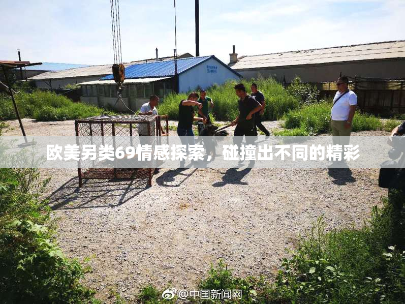 欧美另类69情感探索，碰撞出不同的精彩