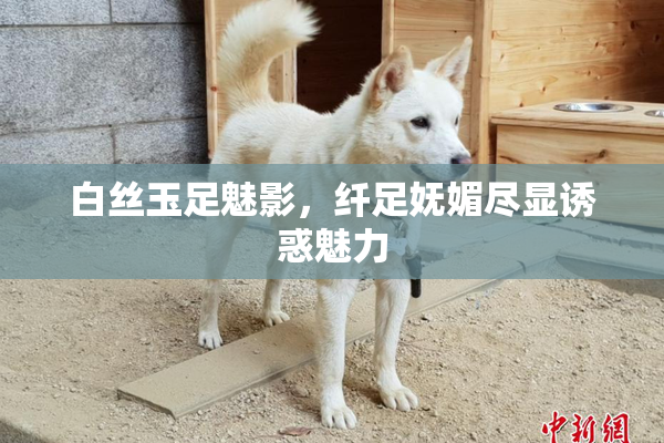 白丝玉足魅影，纤足妩媚尽显诱惑魅力