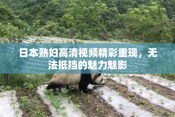 日本熟妇高清视频精彩重现，无法抵挡的魅力魅影