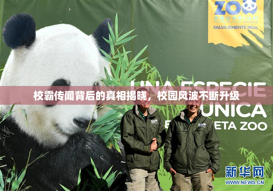 校霸传闻背后的真相揭晓，校园风波不断升级