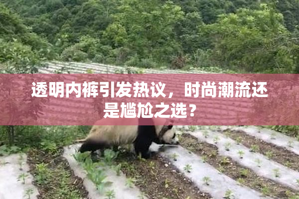 透明内裤引发热议，时尚潮流还是尴尬之选？