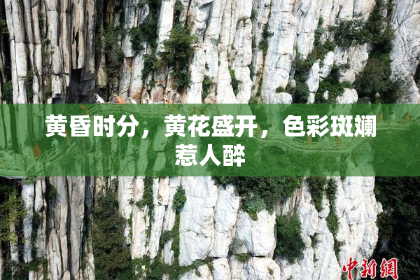 黄昏时分，黄花盛开，色彩斑斓惹人醉