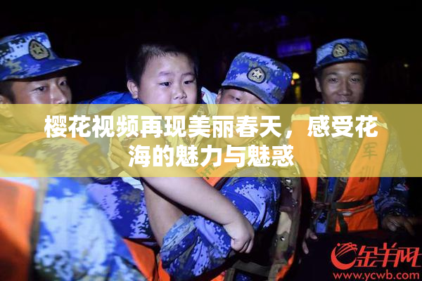 樱花视频再现美丽春天，感受花海的魅力与魅惑