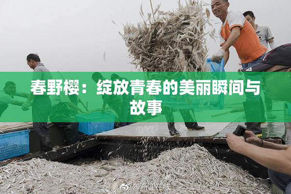 春野樱：绽放青春的美丽瞬间与故事
