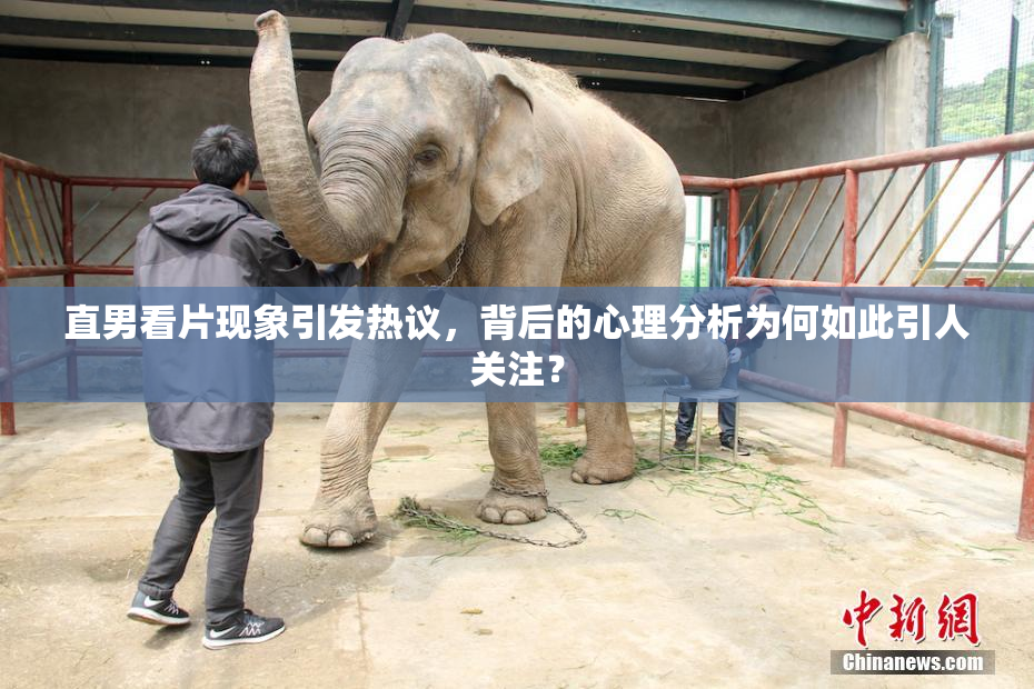 直男看片现象引发热议，背后的心理分析为何如此引人关注？