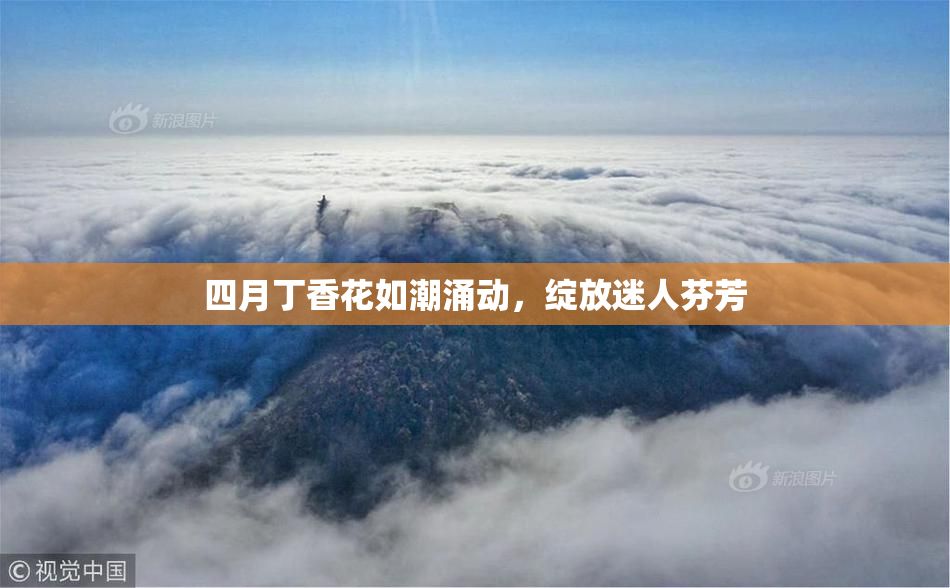 四月丁香花如潮涌动，绽放迷人芬芳