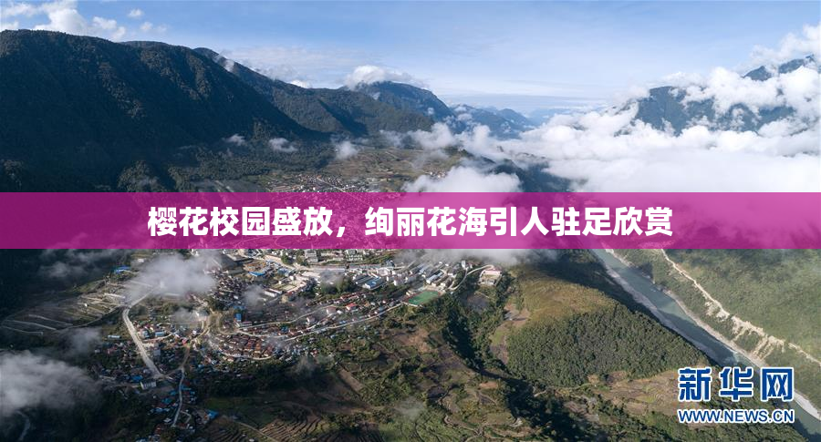 樱花校园盛放，绚丽花海引人驻足欣赏