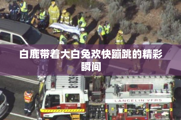 白鹿带着大白兔欢快蹦跳的精彩瞬间