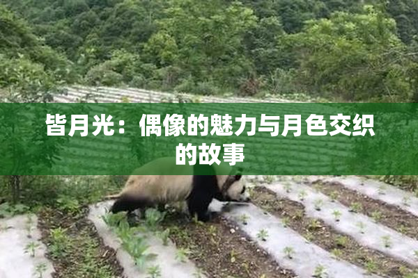 皆月光：偶像的魅力与月色交织的故事