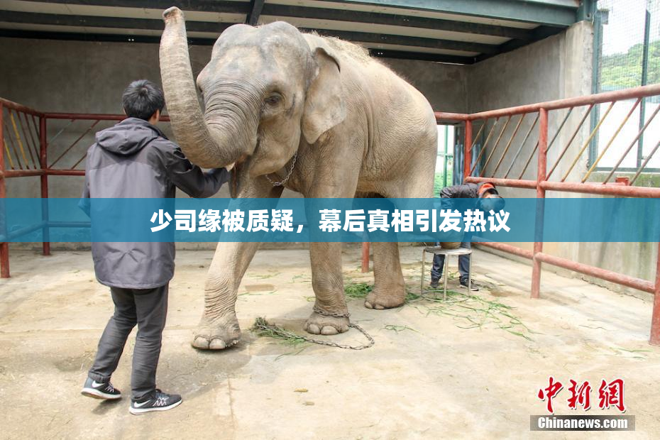 少司缘被质疑，幕后真相引发热议