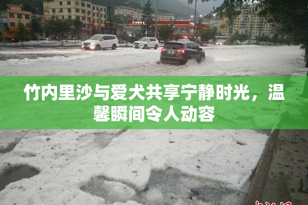 竹内里沙与爱犬共享宁静时光，温馨瞬间令人动容