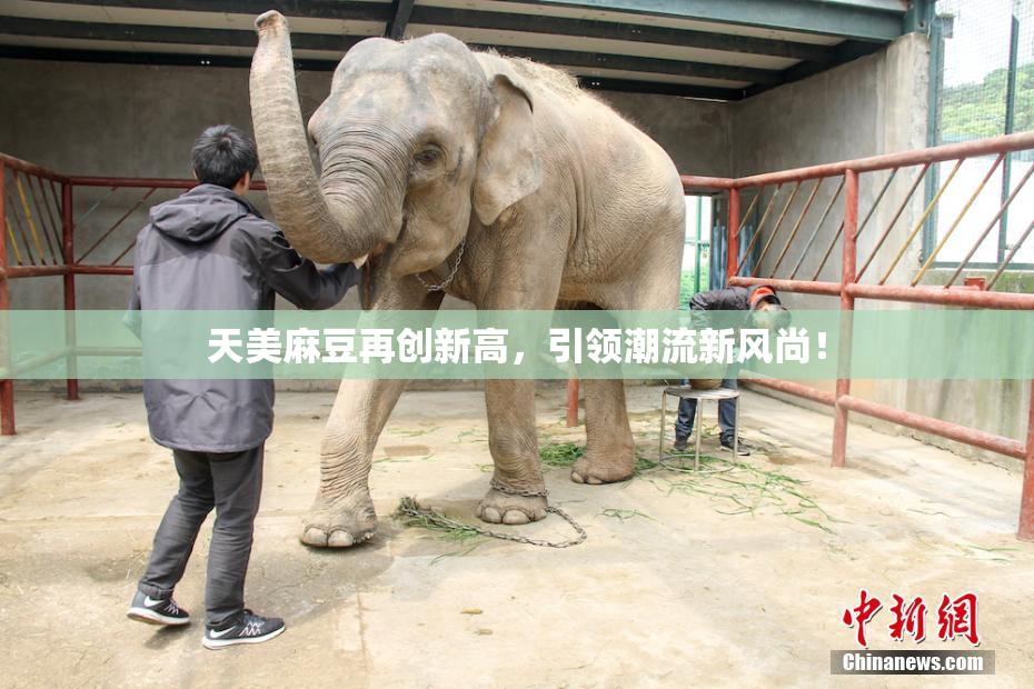 天美麻豆再创新高，引领潮流新风尚！