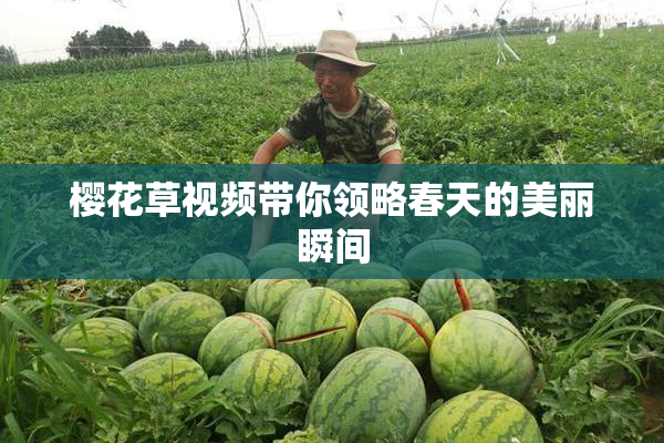 樱花草视频带你领略春天的美丽瞬间