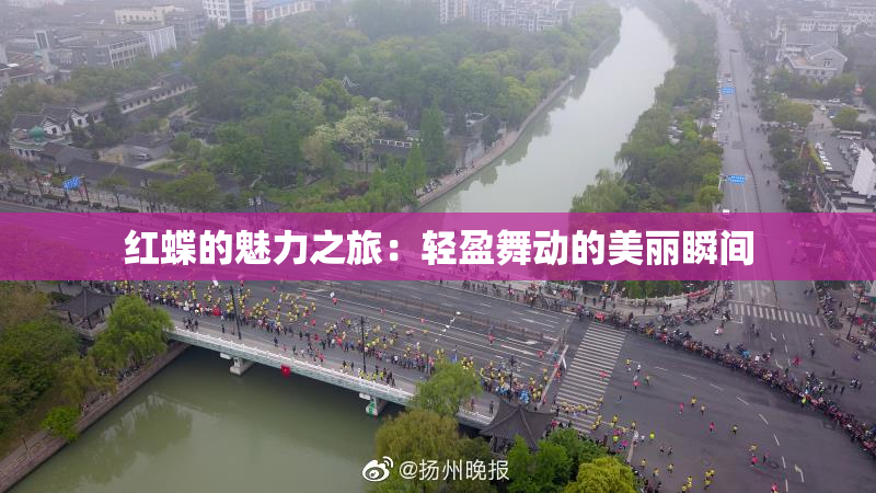 红蝶的魅力之旅：轻盈舞动的美丽瞬间