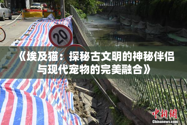《埃及猫：探秘古文明的神秘伴侣与现代宠物的完美融合》