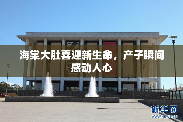 海棠大肚喜迎新生命，产子瞬间感动人心