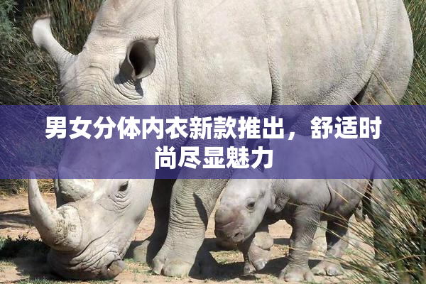 男女分体内衣新款推出，舒适时尚尽显魅力