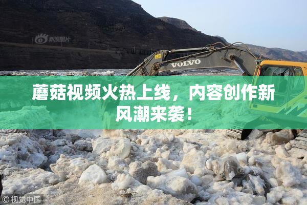 蘑菇视频火热上线，内容创作新风潮来袭！