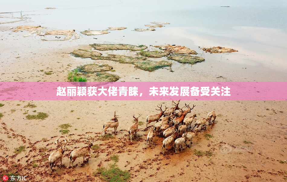 赵丽颖获大佬青睐，未来发展备受关注
