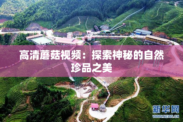高清蘑菇视频：探索神秘的自然珍品之美