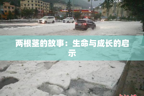 两根茎的故事：生命与成长的启示