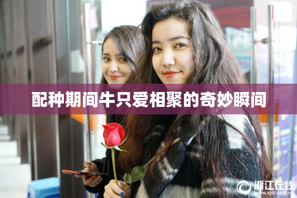 配种期间牛只爱相聚的奇妙瞬间