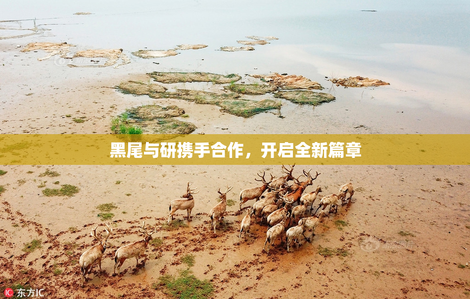 黑尾与研携手合作，开启全新篇章