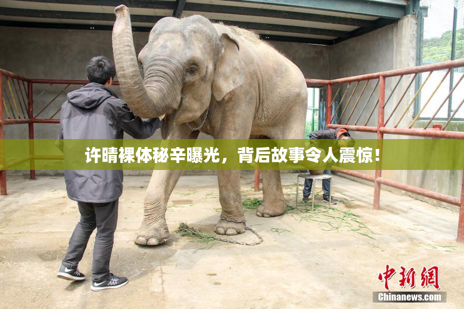 许晴裸体秘辛曝光，背后故事令人震惊！