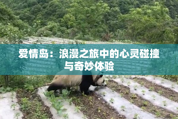 爱情岛：浪漫之旅中的心灵碰撞与奇妙体验