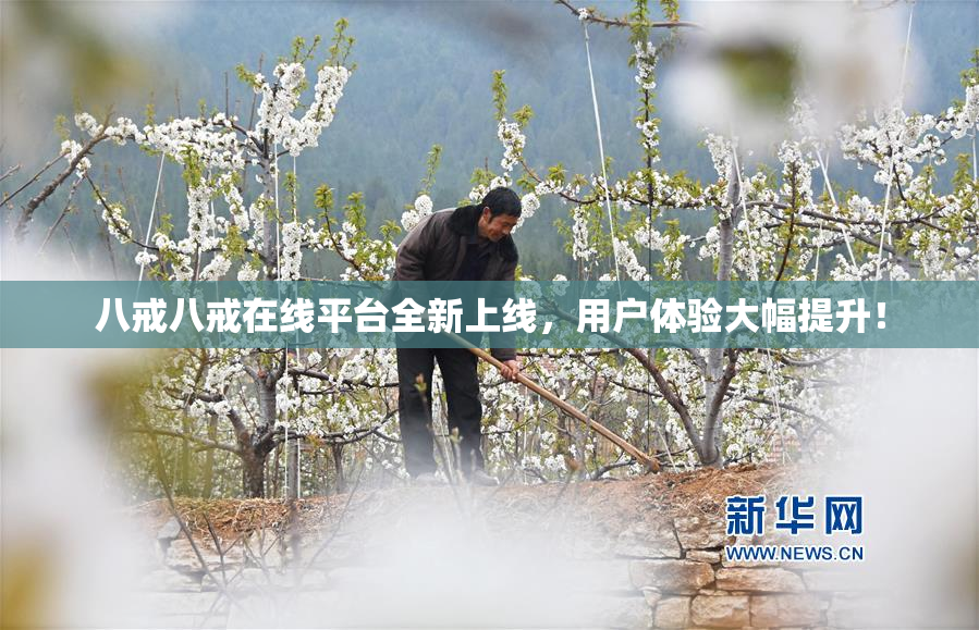 八戒八戒在线平台全新上线，用户体验大幅提升！