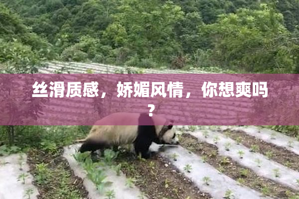 丝滑质感，娇媚风情，你想爽吗？