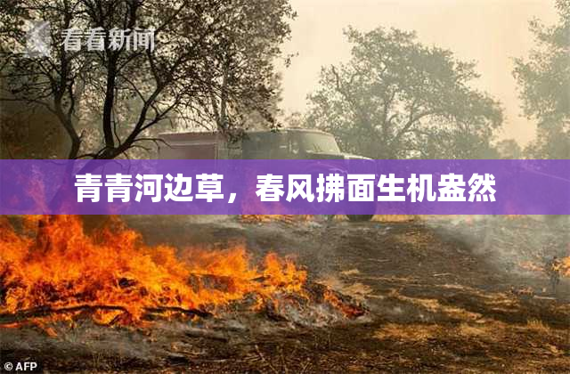 青青河边草，春风拂面生机盎然