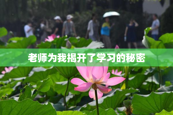 老师为我揭开了学习的秘密