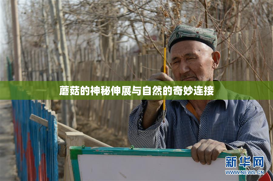 蘑菇的神秘伸展与自然的奇妙连接
