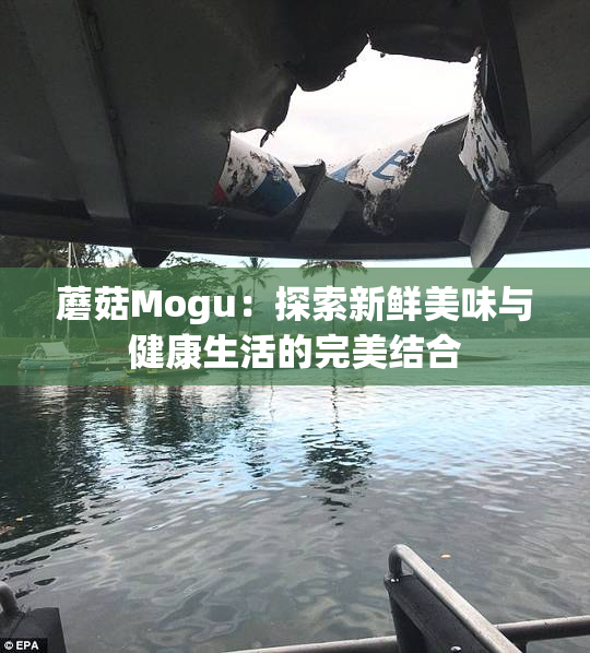 蘑菇Mogu：探索新鲜美味与健康生活的完美结合