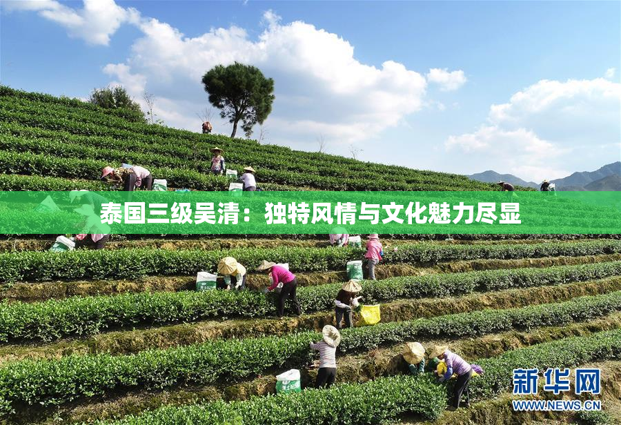 泰国三级吴清：独特风情与文化魅力尽显