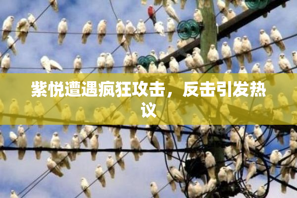 紫悦遭遇疯狂攻击，反击引发热议