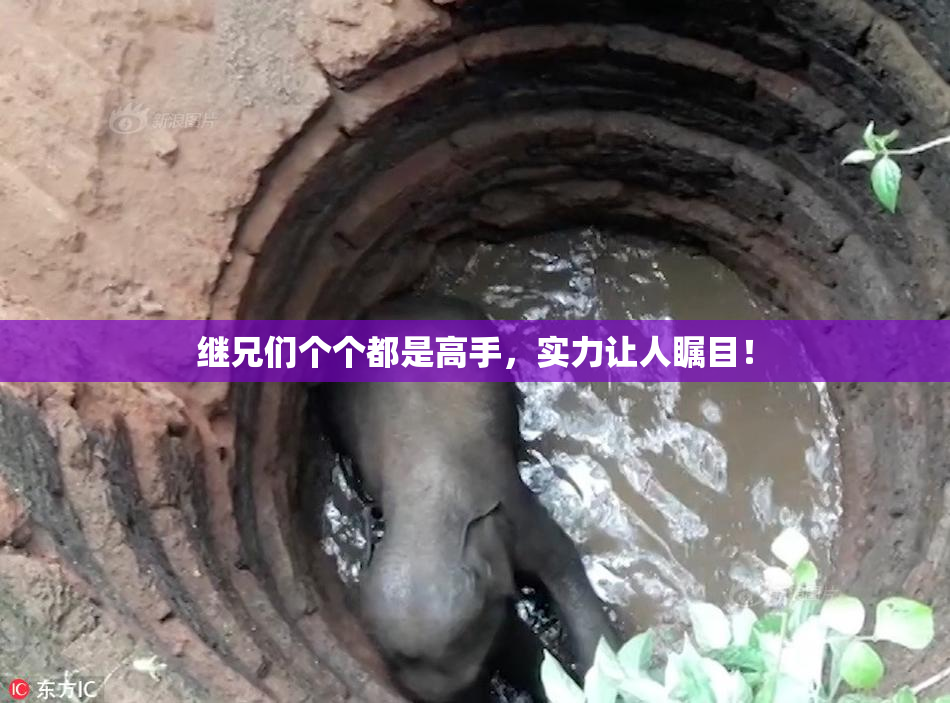 继兄们个个都是高手，实力让人瞩目！