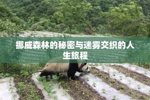 挪威森林的秘密与迷雾交织的人生旅程