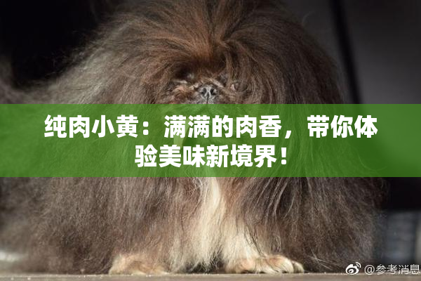 纯肉小黄：满满的肉香，带你体验美味新境界！