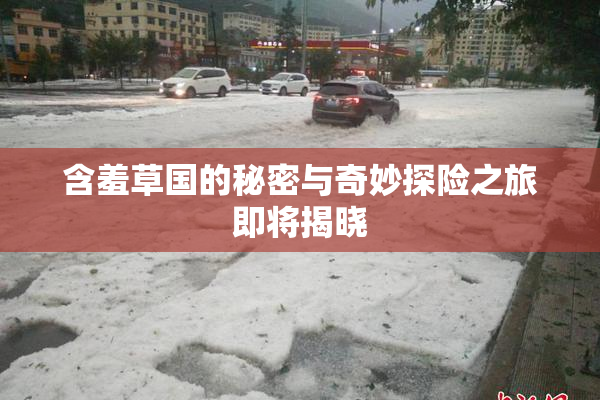 含羞草国的秘密与奇妙探险之旅即将揭晓
