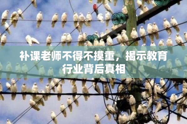 补课老师不得不摸重，揭示教育行业背后真相