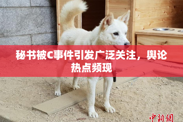 秘书被C事件引发广泛关注，舆论热点频现