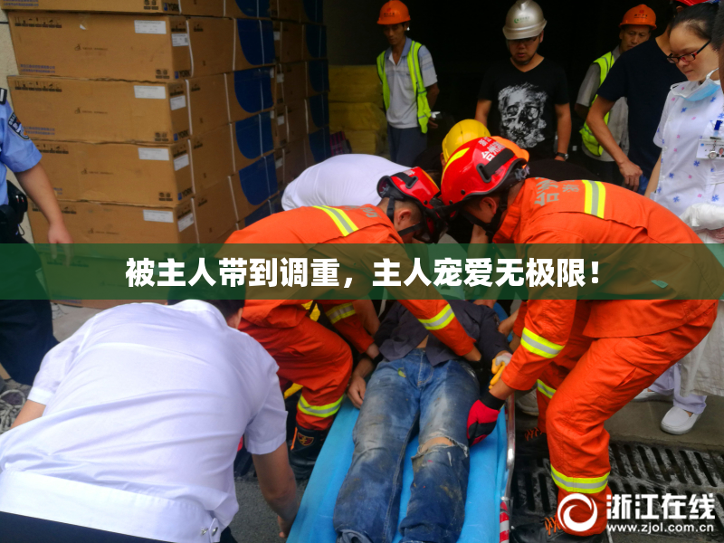 被主人带到调重，主人宠爱无极限！