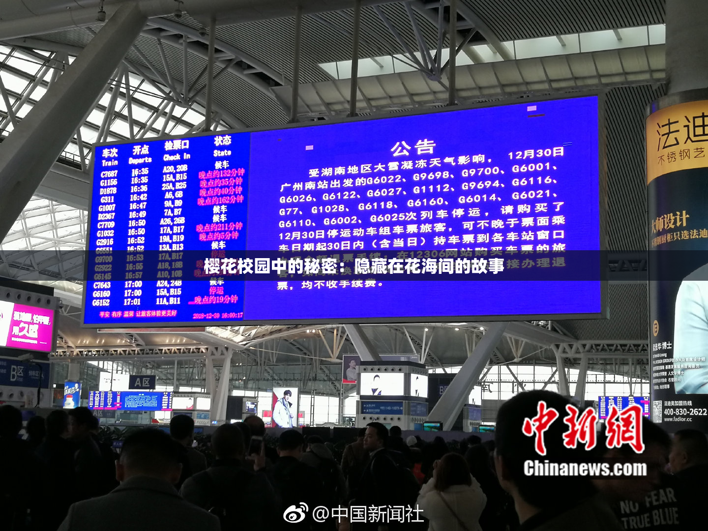 樱花校园中的秘密：隐藏在花海间的故事