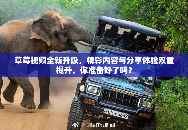 草莓视频全新升级，精彩内容与分享体验双重提升，你准备好了吗？